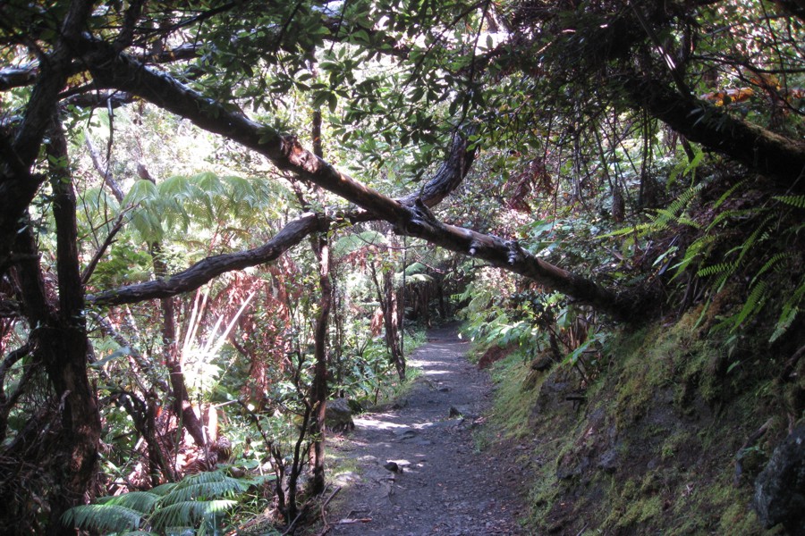 ../image/volcano - kilauea iki trail 22.jpg